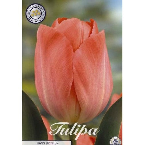 Tulipan Hans Brinker 10-pakning